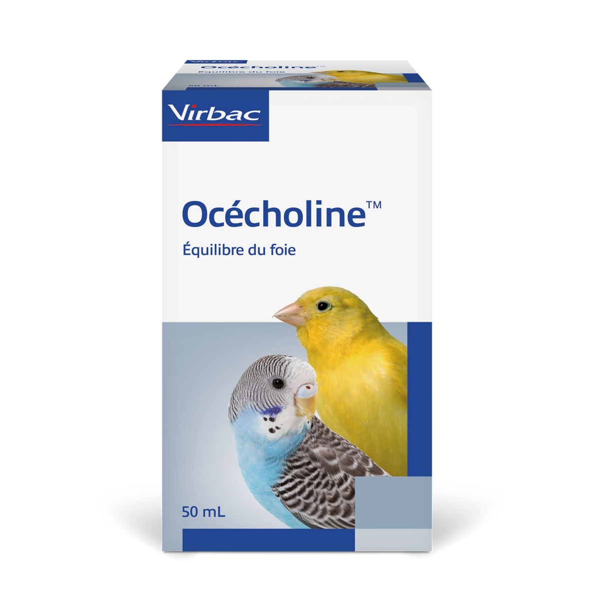 Océcholine oiseau