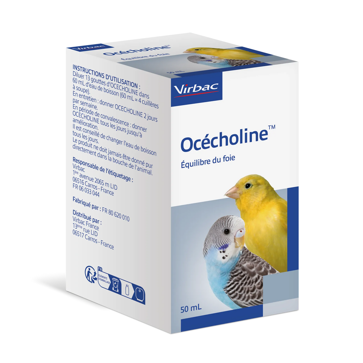 Océcholine oiseau