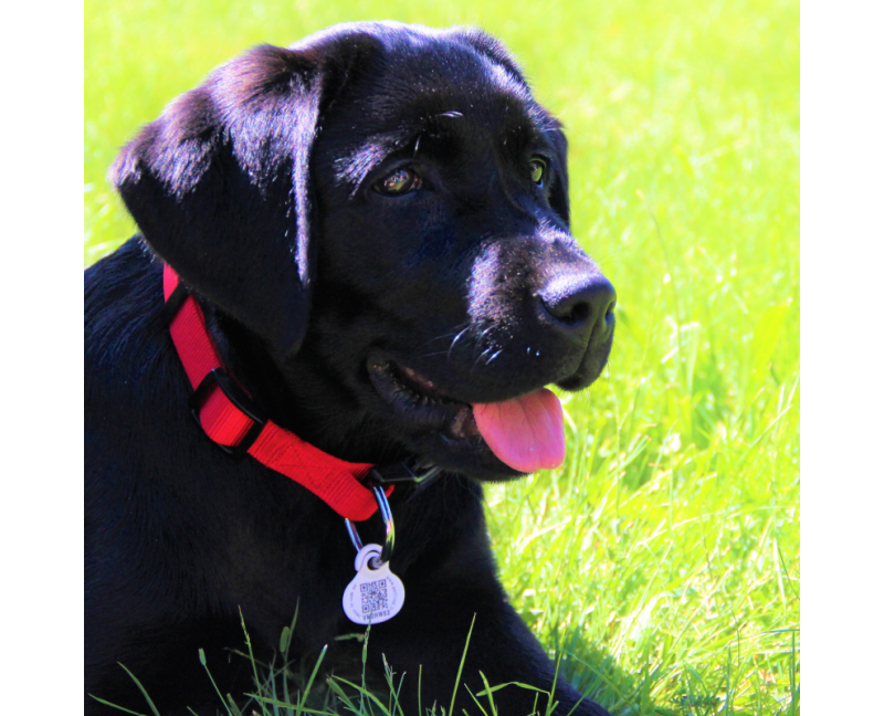 Médaille Petlink chien, chat