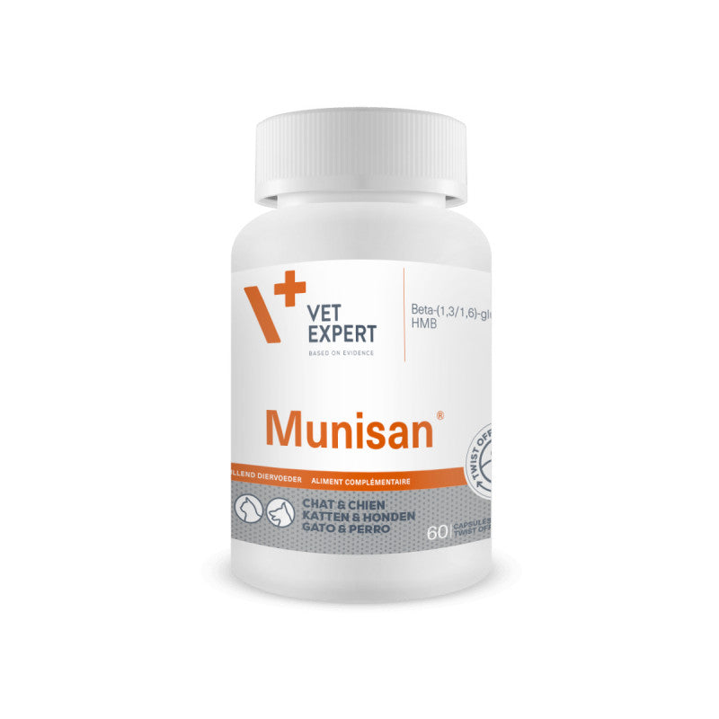 Munisan chat, chien