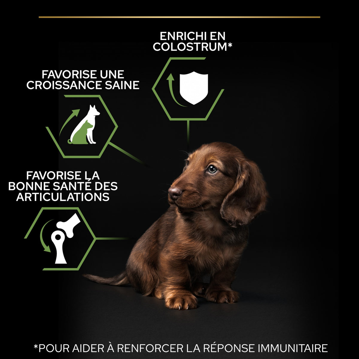 PRO PLAN Healthy Start Small & Mini Puppy au Poulet - Croquettes pour chien