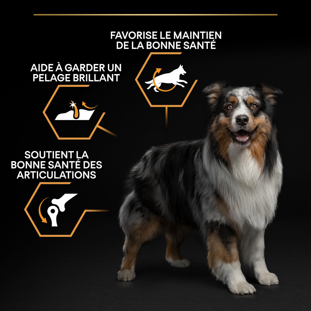 Pro Plan Everyday Nutrition Medium Adult au poulet - croquettes chien