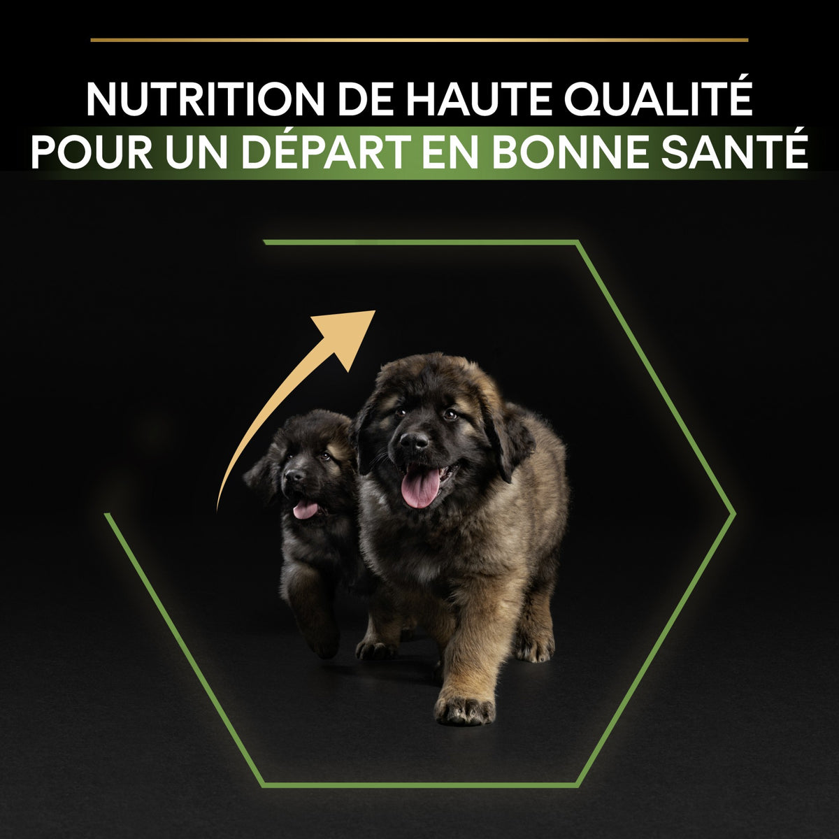 Pro Plan Healthy Start Large Robust Puppy au poulet - croquettes chiot