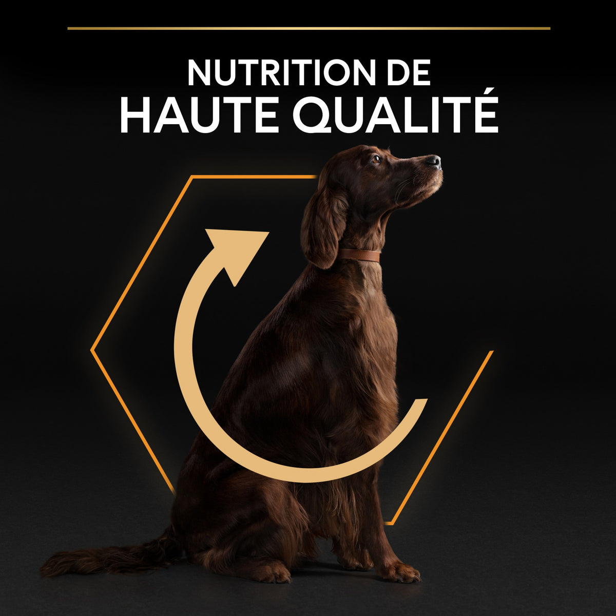 Pro Plan Everyday Nutrition Large Athletic Adult au poulet - croquettes chien