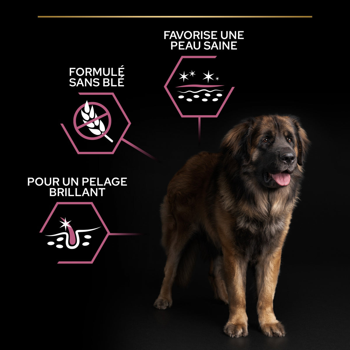 Pro Plan Sensitive Skin Large Robust Adult au saumon - croquettes chien