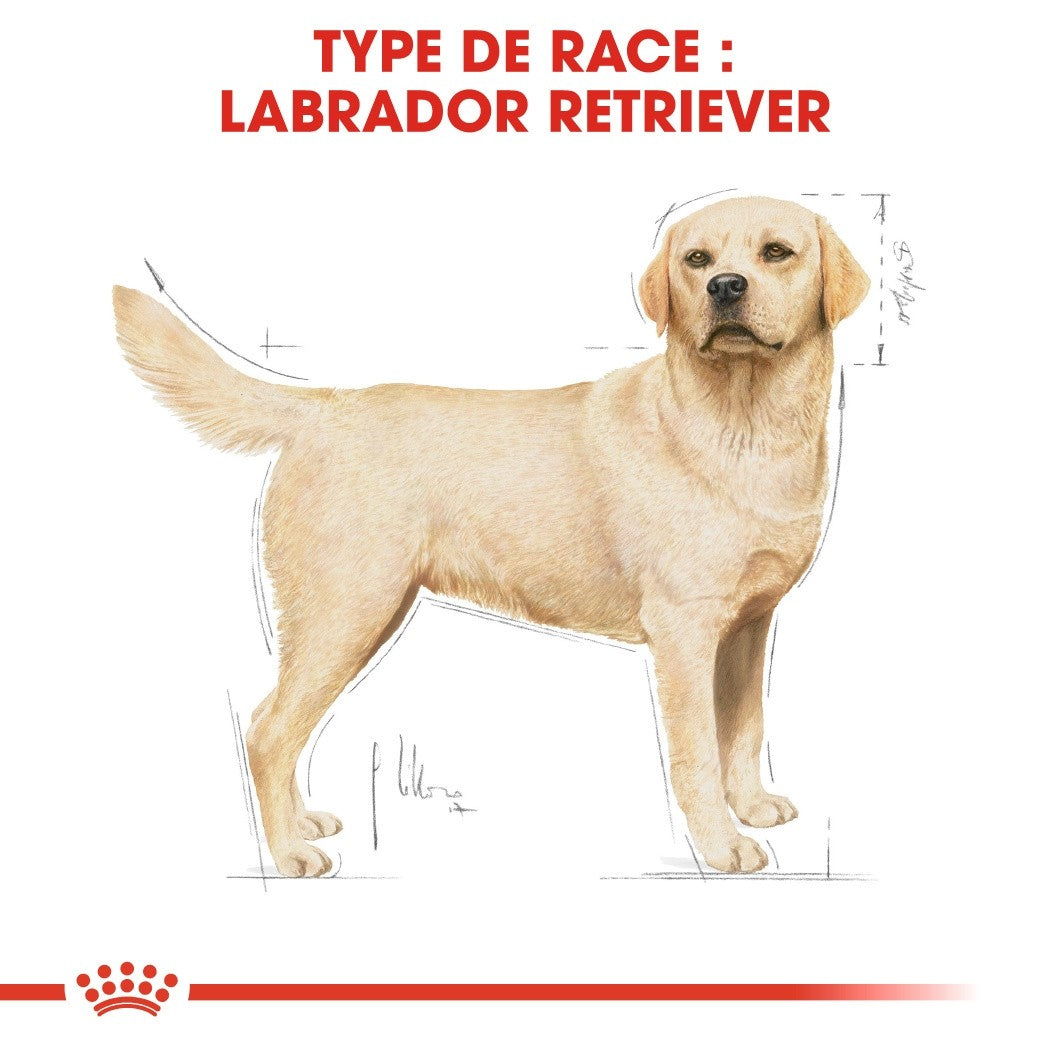 Royal Canin Labrador Retriever Adult - croquettes chien