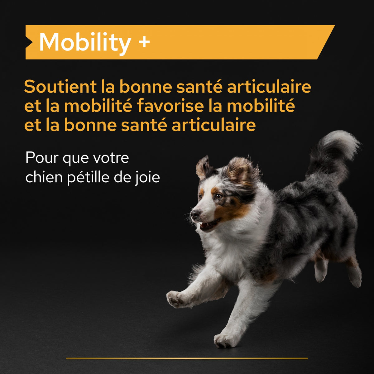Pro Plan Mobility+ aliment complémentaire en poudre chien