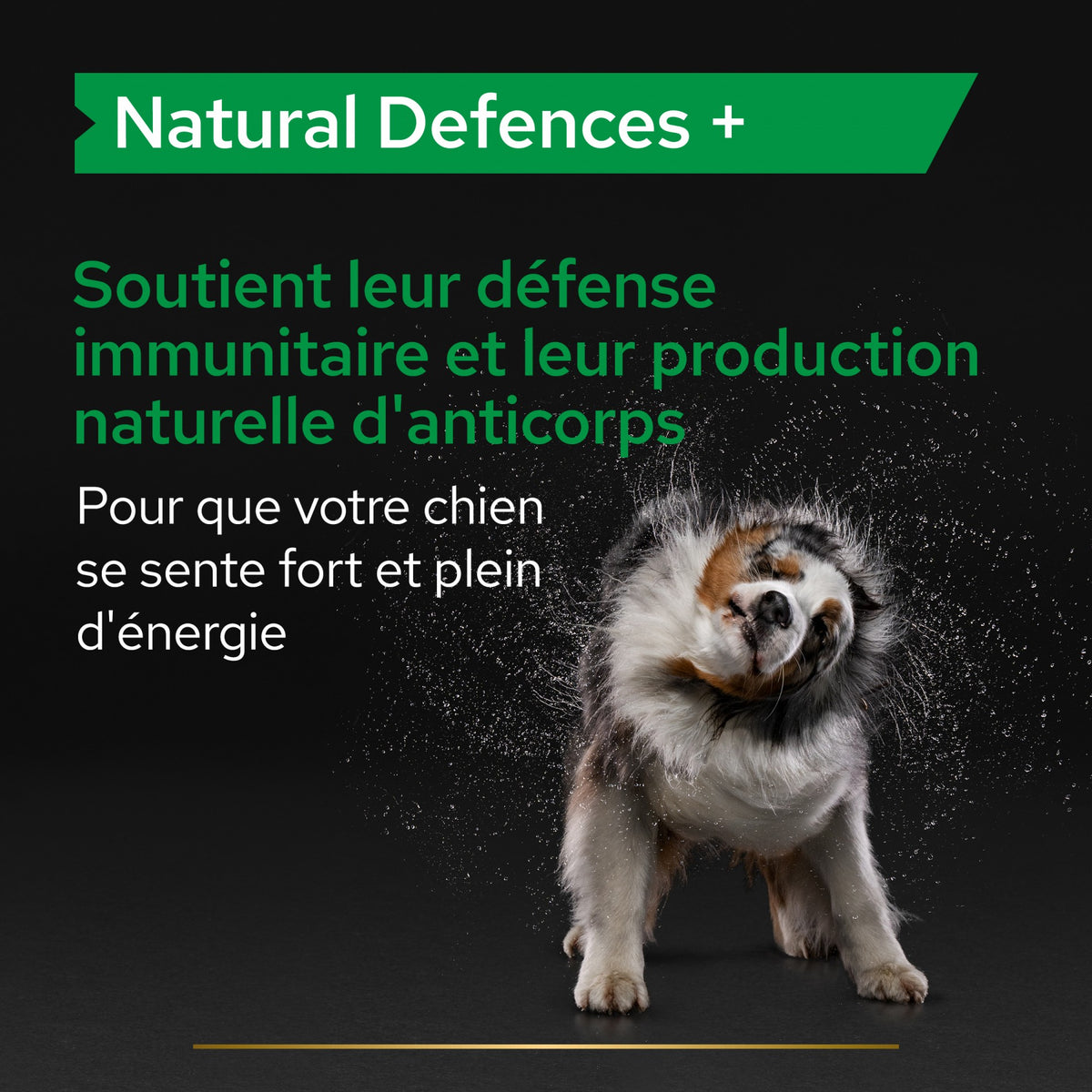 Pro Plan® Natural Defenses+ en comprimés chien
