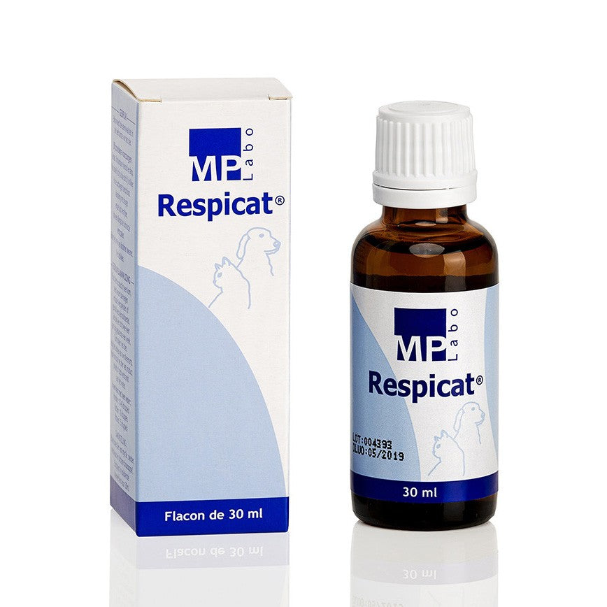 Respicat chat, chien