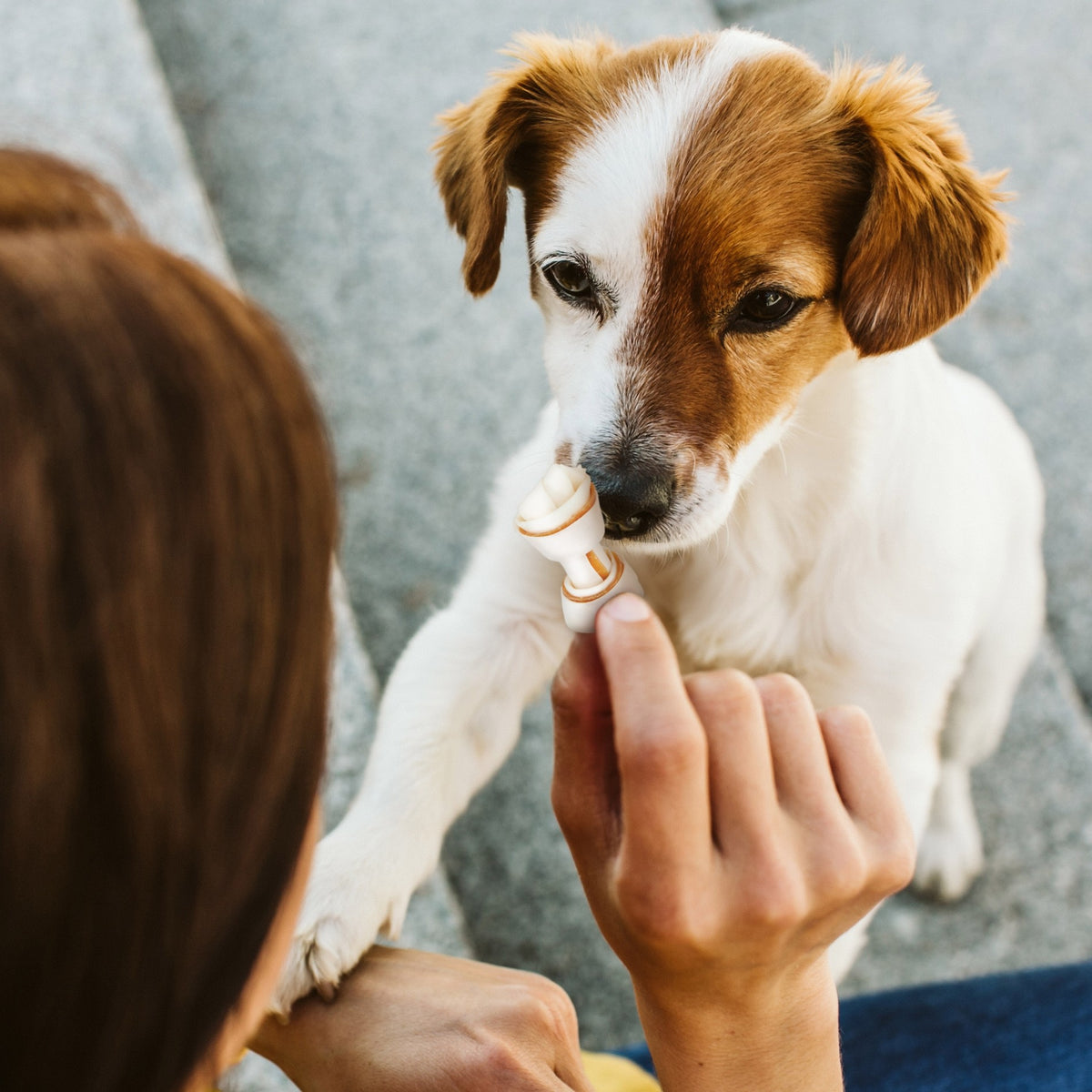 Os à mâcher Delights Pro, contre la plaque dentaire chien