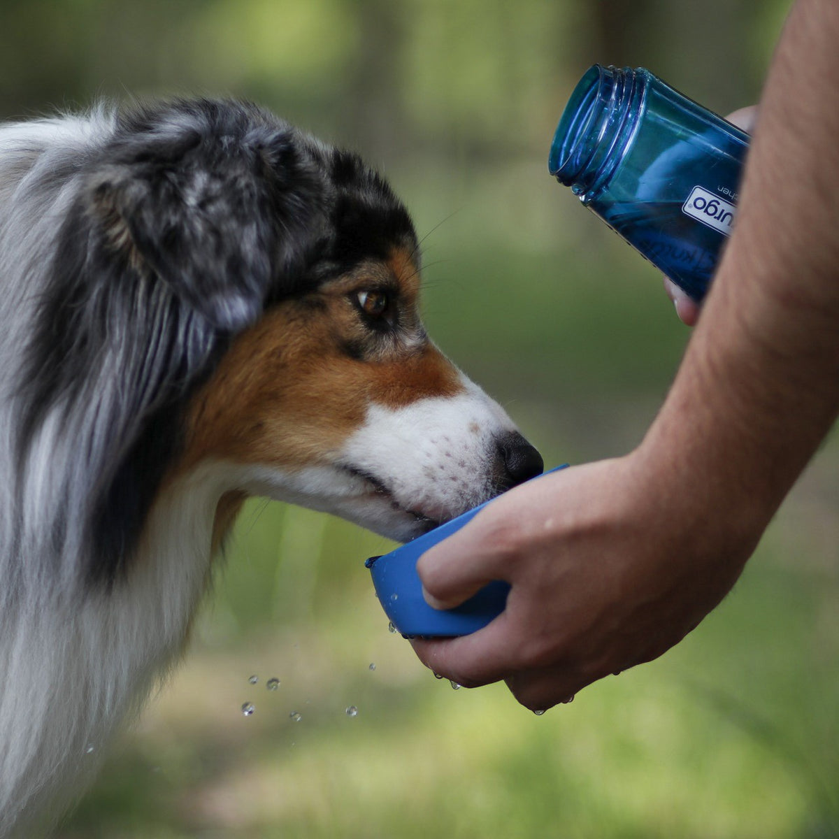 Gourde Bottle & Bowl chien