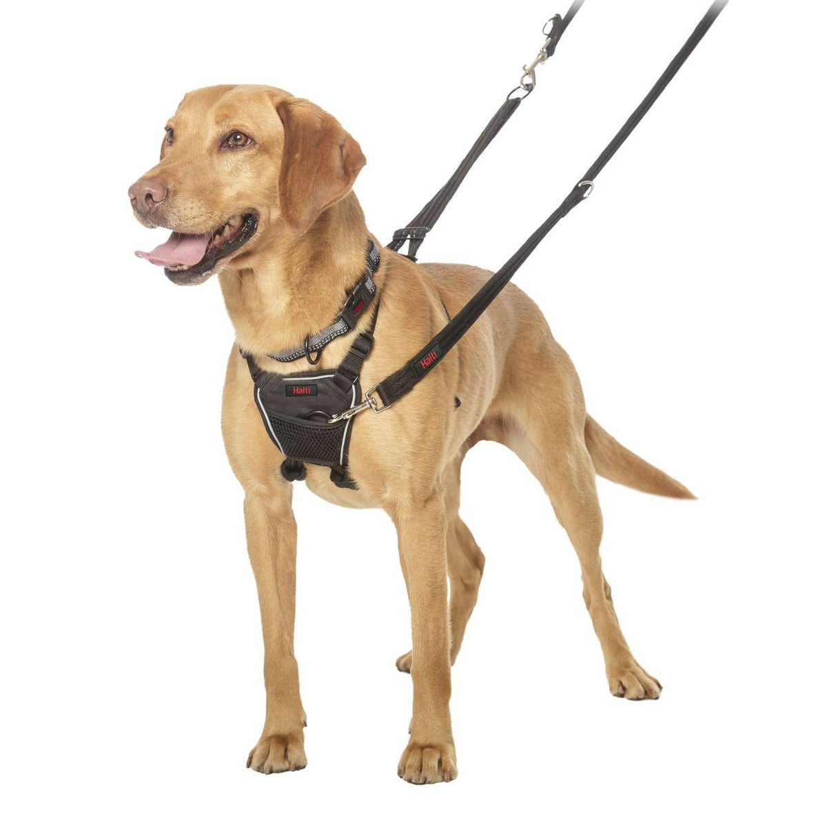 Harnais Non-Pull Halti chien