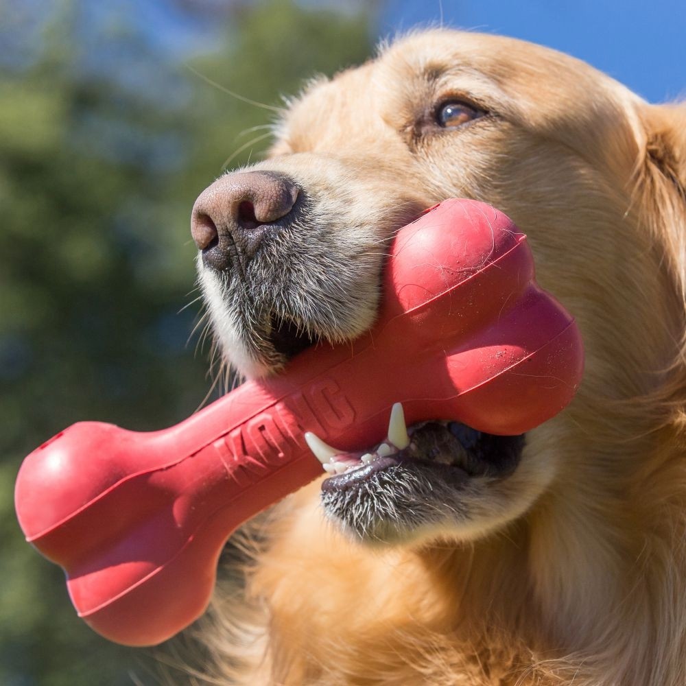 Jouet à mâcher Os Goodie Bone de Kong chien