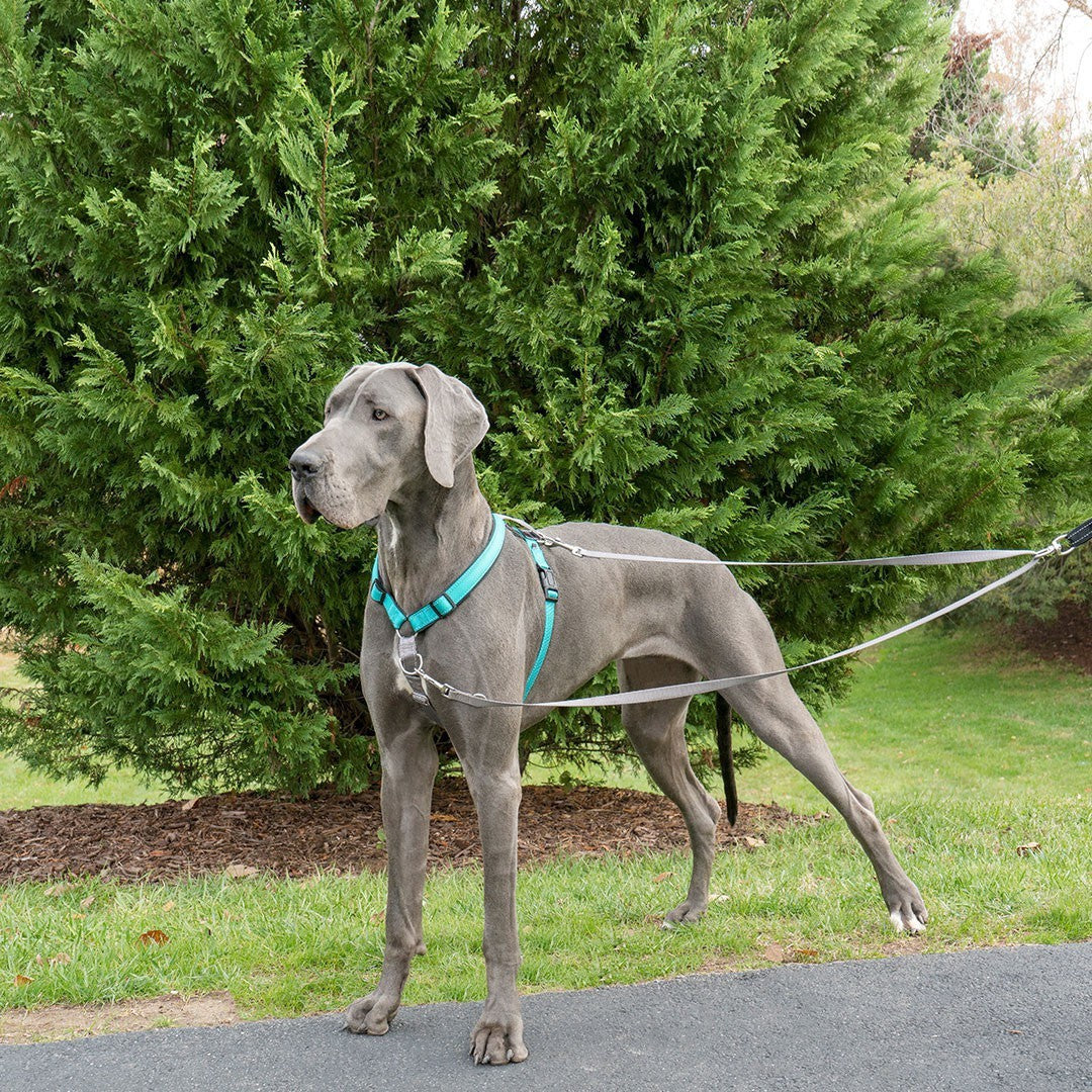 Laisse anti-traction Easywalk chien