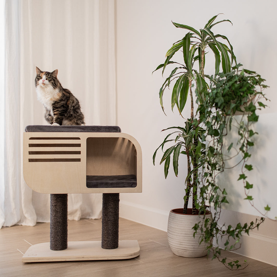 Arbre à chat Atlas