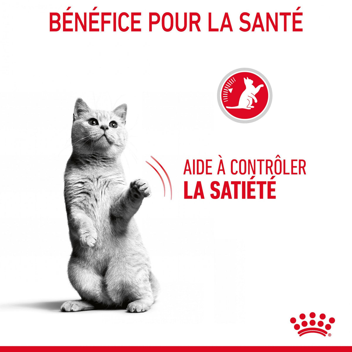 Royal Canin Appetite Control Care - croquettes chat