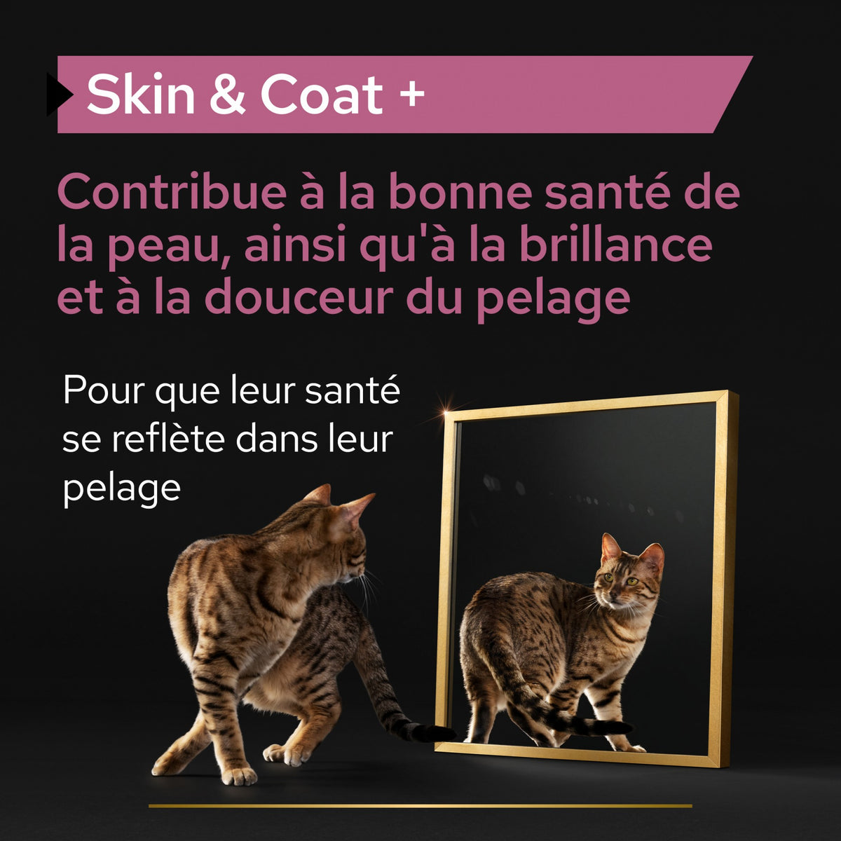 Pro Plan Skin & Coat+ en huile aliment complémentaire chat