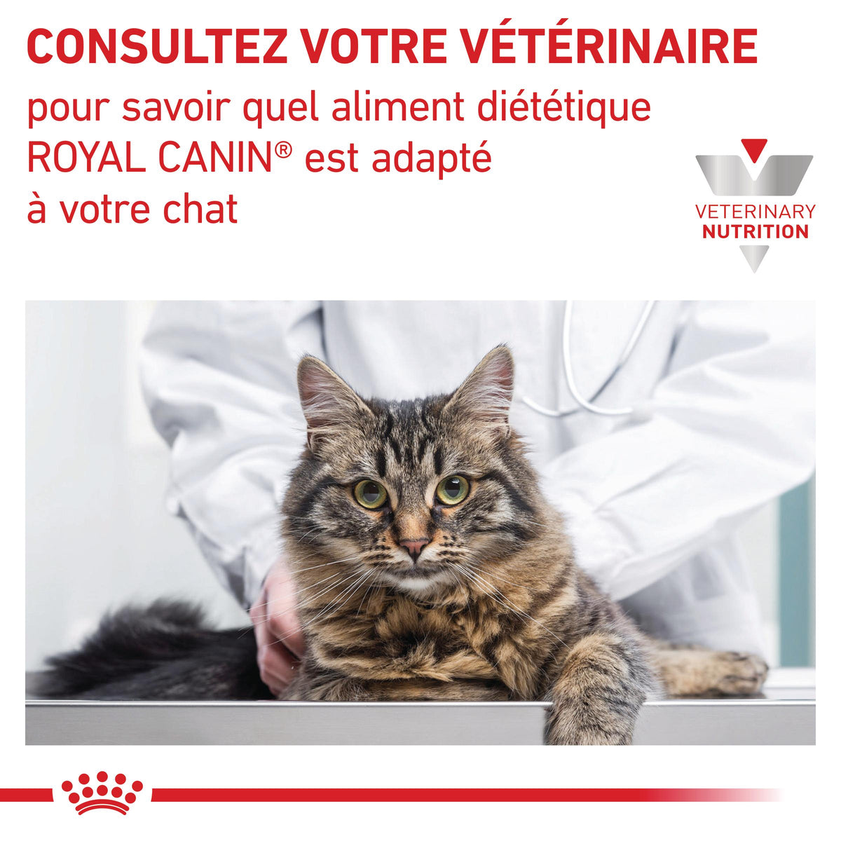 Royal Canin Veterinary Renal Special - croquettes chat