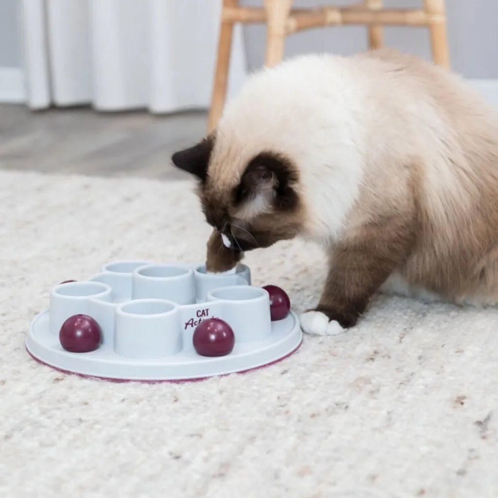 Cat Activity Pentagon chat