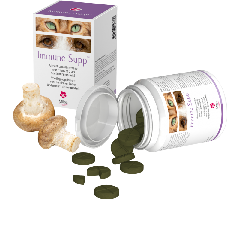 Immune Supp chat, chien