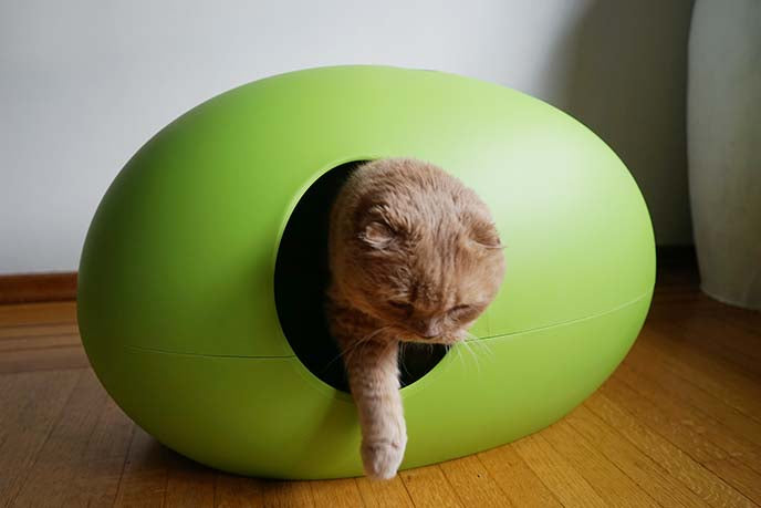 Maison de toilette Poopoopeedo chat