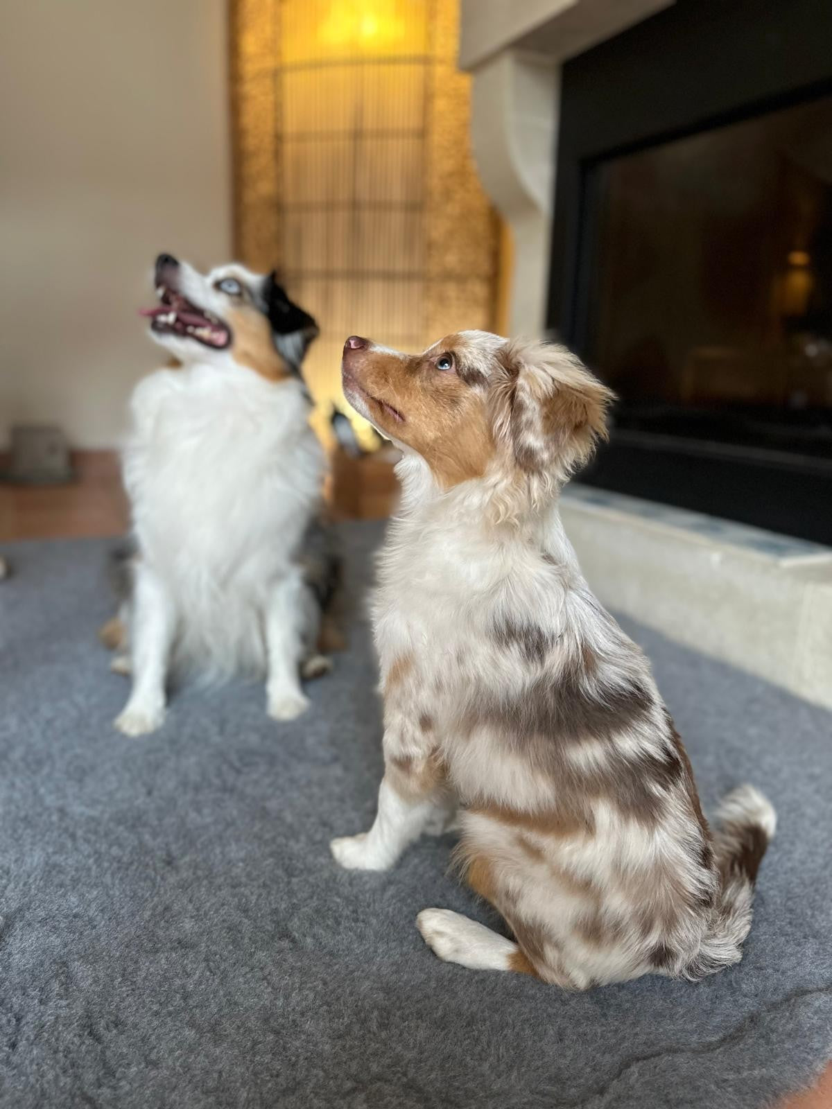 Tapis type Vetbed Petbed chien