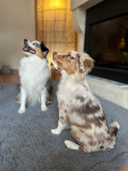 Tapis type Vetbed Petbed chien
