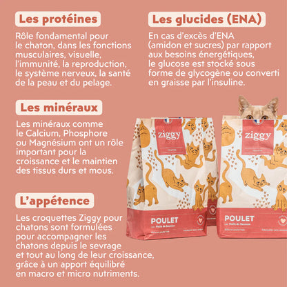 Ziggy poulet - croquettes chaton