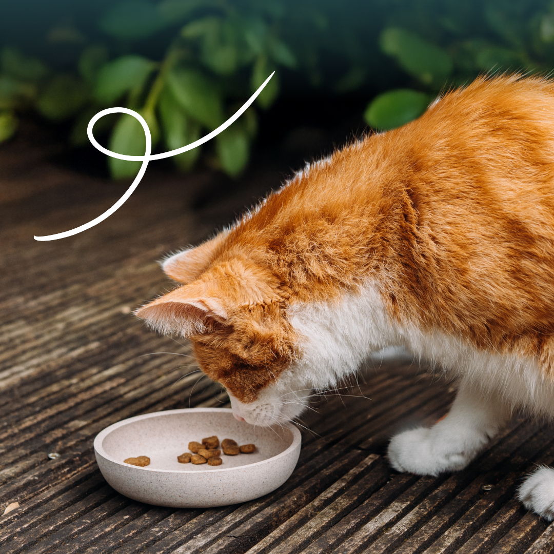 Yarrah croquettes Bio pour chat stérilisé