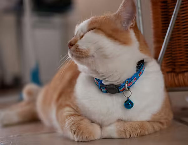 Collier Bleu à motif - Chat