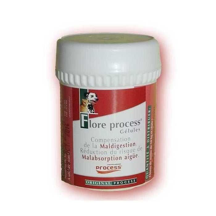 Flore Process chat, chien
