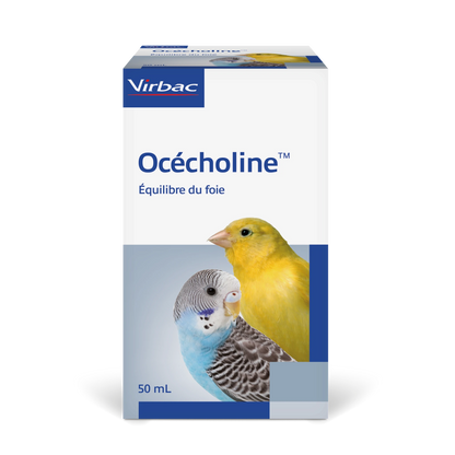 Océcholine oiseau