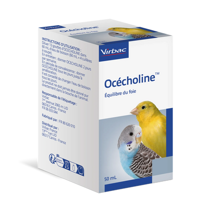Océcholine oiseau