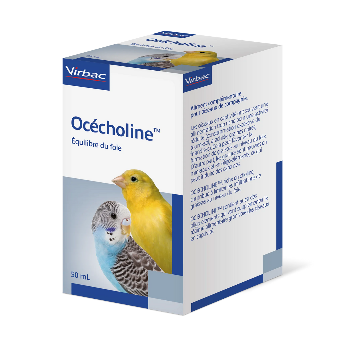 Océcholine oiseau