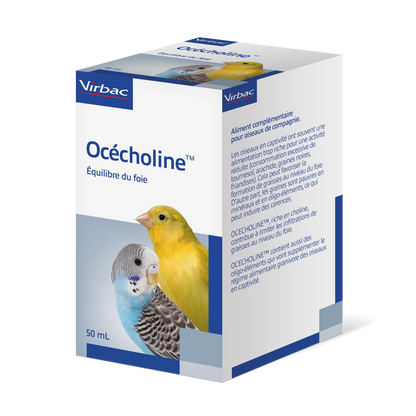 Océcholine oiseau
