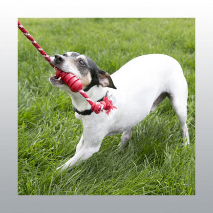 Jouet Dental Kong chien