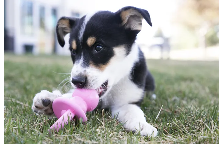 Jouet Kong Puppy Binkie chiot