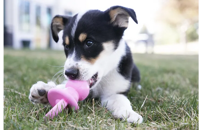 Jouet Kong Puppy Binkie chiot