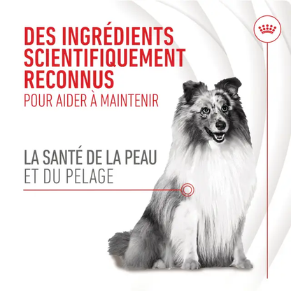 Aliment complémentaire Skin &amp; Coat Chews Adult Dog Supplements chien