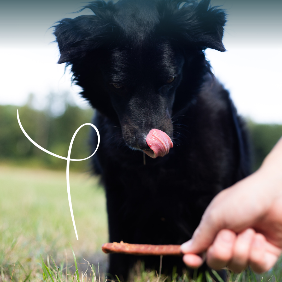 Yarrah sticks à mâcher bio chien