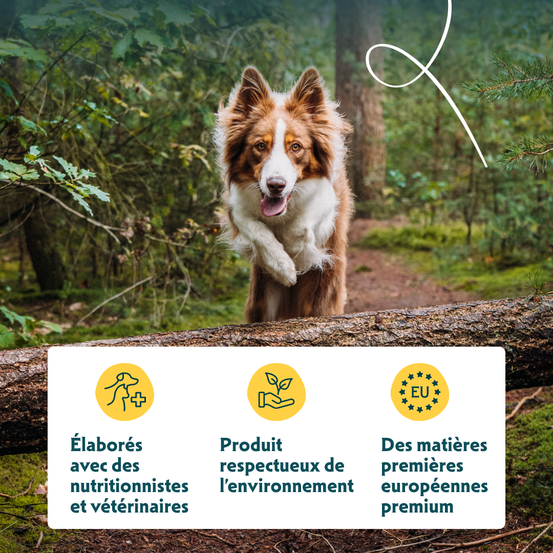 Yarrah sticks à mâcher bio chien