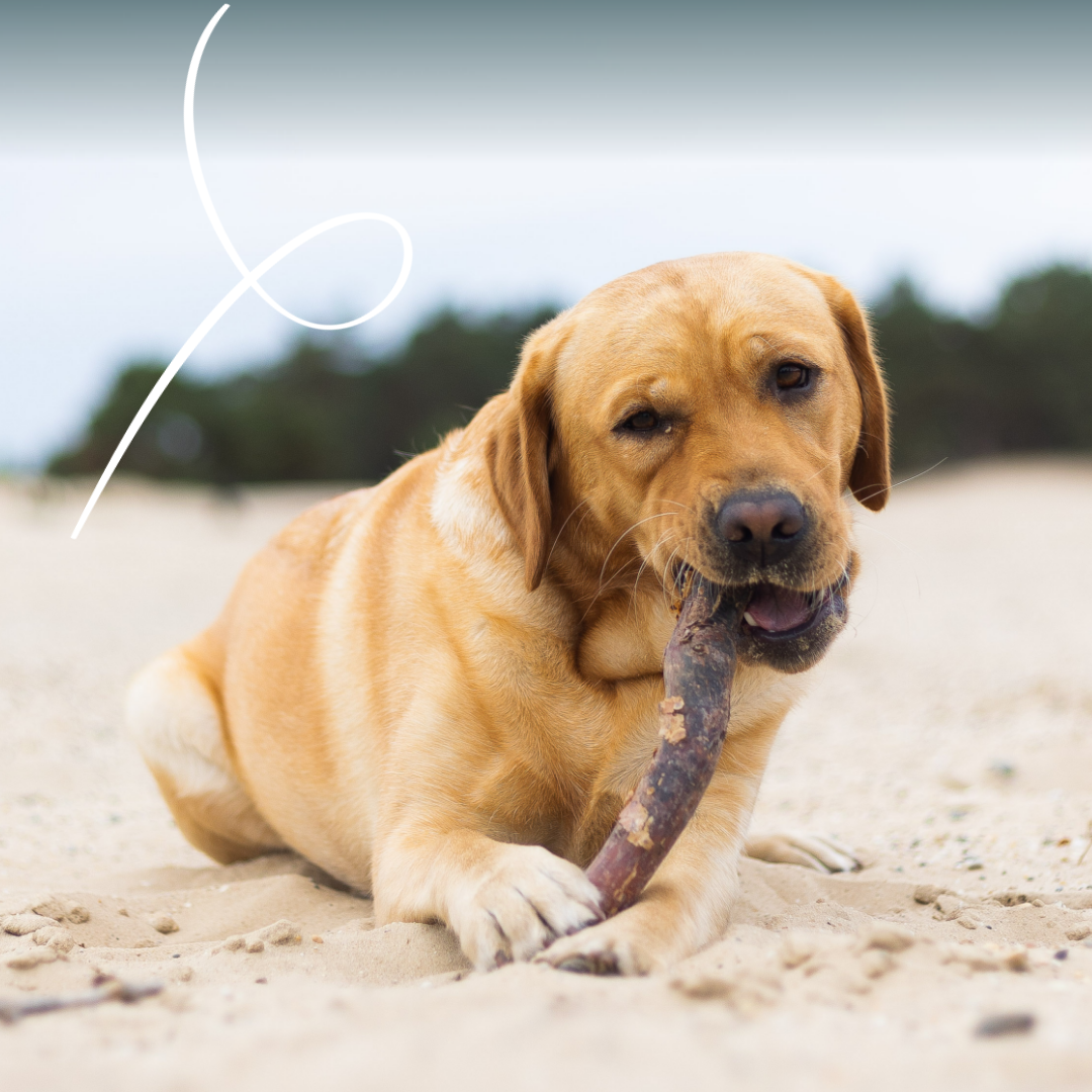 Yarrah bouchées bio - pâtée chien