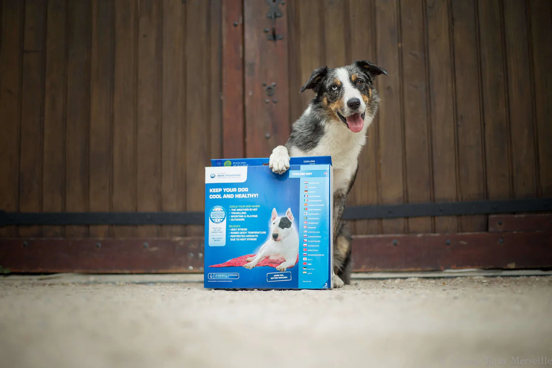 Aqua Coolkeeper Tapis rafraîchissant chien