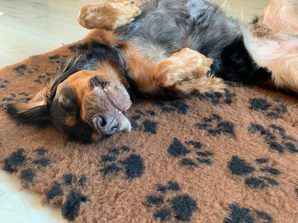 Tapis type Vetbed Petbed chien