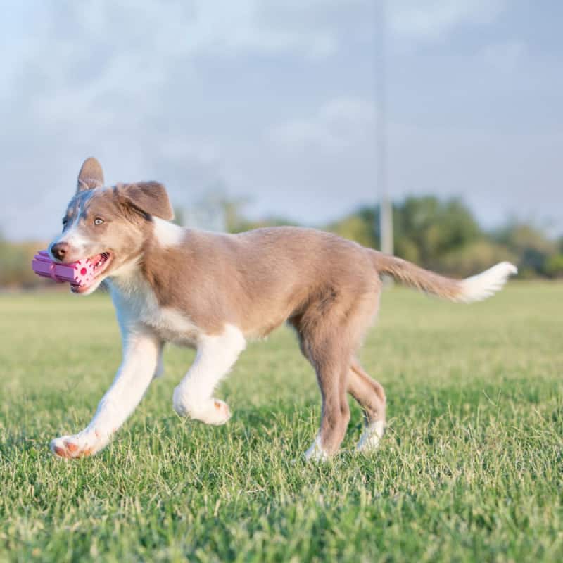 Jouet Kong Puppy Teeth chiot