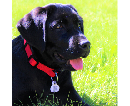Médaille Petlink chien, chat