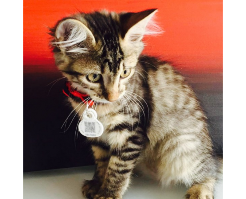 Médaille Petlink chien, chat