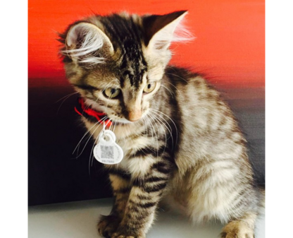 Médaille Petlink chien, chat