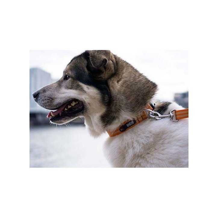 Dog Copenhagen collier Urban Style chien