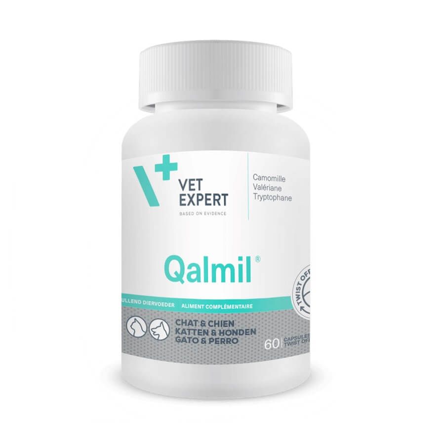 Qalmil chat, chien